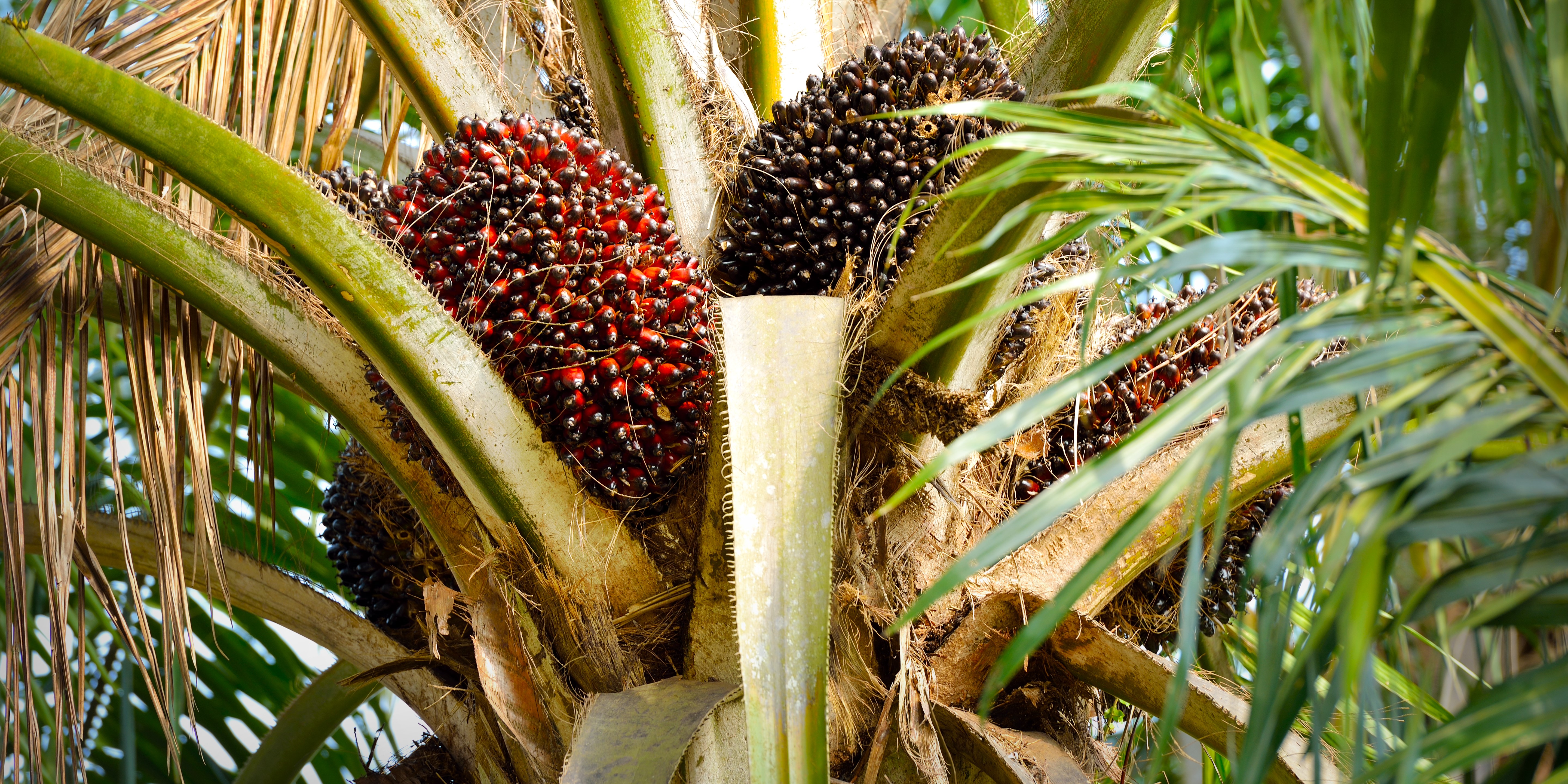 Carbon neutrality through the power of plants?!  Aisin develops the world's first bio-briquette charcoal for casting using coconut shells as raw materials