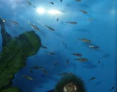 カワバタモロコの稚魚