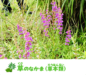 草のなかま（草本類）