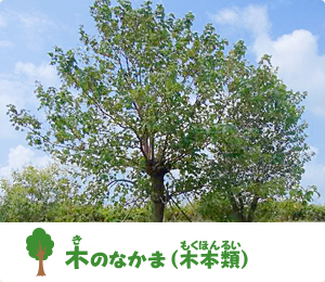 木のなかま（木本類）