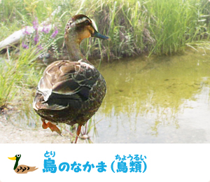 鳥のなかま （鳥類）