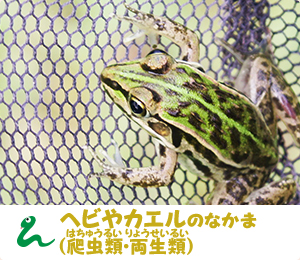 ヘビやカエルのなかま（爬虫類・両生類）