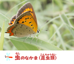 虫のなかま （昆虫類）