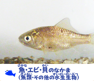 魚・エビ・貝のなかま（魚類・その他の水生生物）