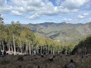 植樹活動の様子