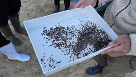 ②第1回(8/23)の活動時に採取し、追熟したアマモの種