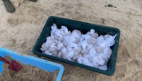 ④ガーゼ団子法 ガーゼに砂と種を入れて団子状にします