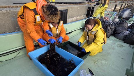 ⑧コンブの種苗をカット中