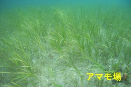 アマモ場
