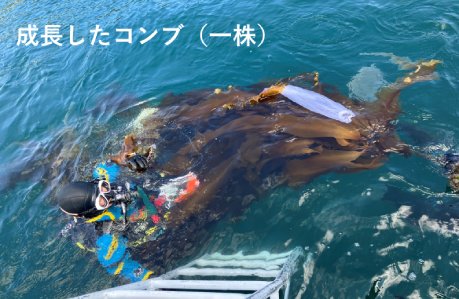 成長したコンブ(一株)