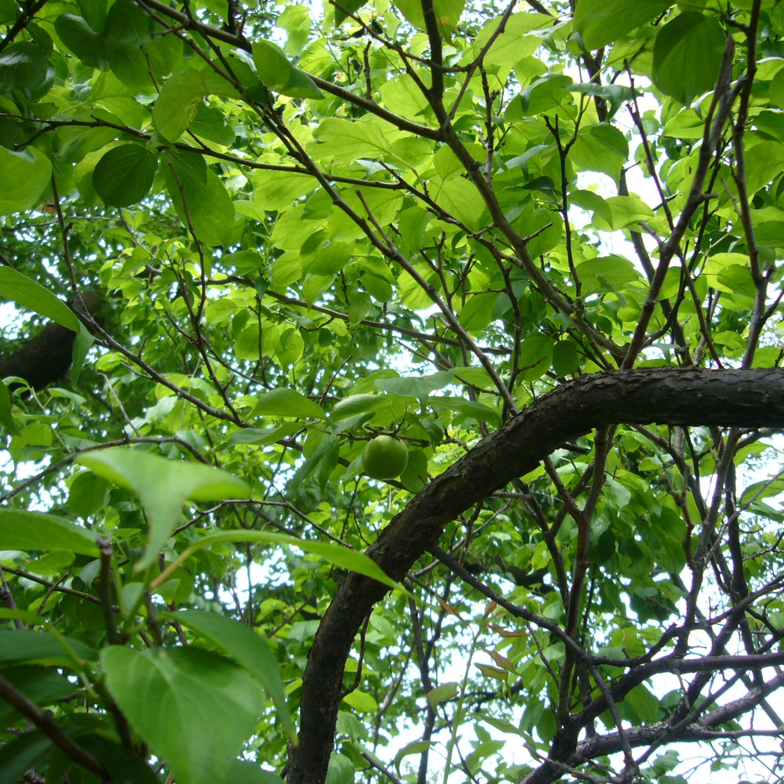 緑がきれいな季節になりました