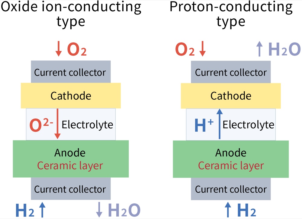 Comparison of oxide ion-conducting and proton-conducting types