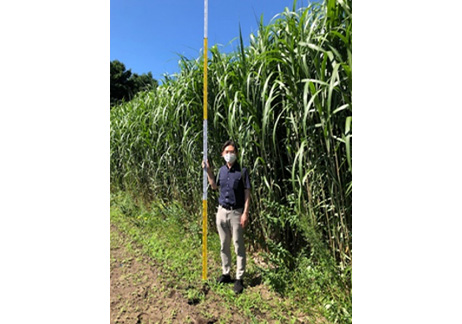 Plant growth acceleration (example) Giant miscanthus