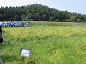 今回稲刈りをする田圃