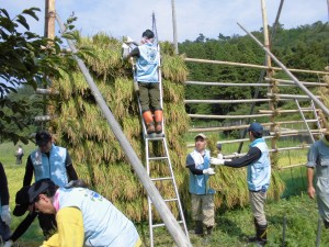 はさがけの様子