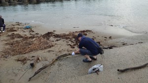 大きな流木発見