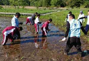 中学生と一緒に田植え作業