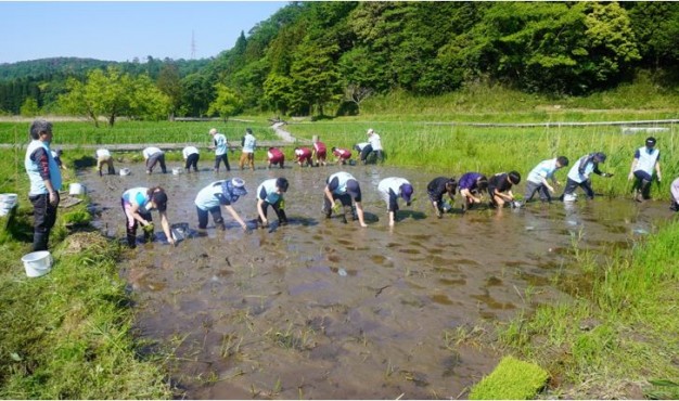 中池見湿地（田植え）