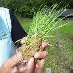 無農薬の苗を植えました