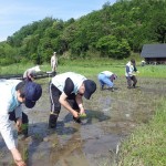 手作業で植えました