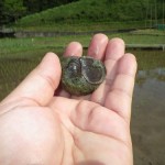 巨大タニシ!!たくさんいました
