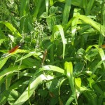 ﾆﾎﾝｶﾜﾄﾝﾎﾞ（貴重）