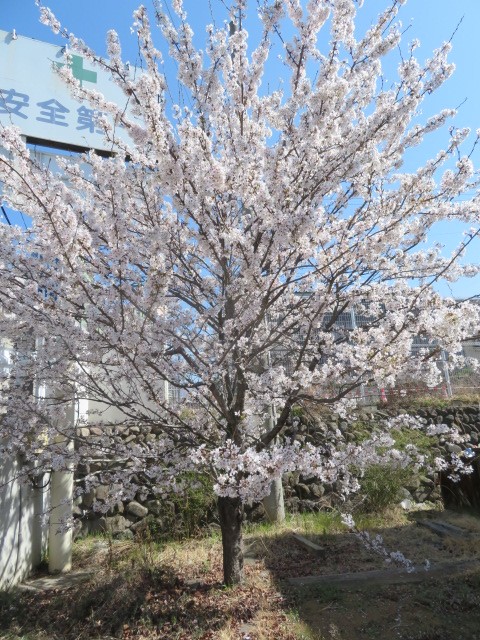 東部金属社内の桜が満開