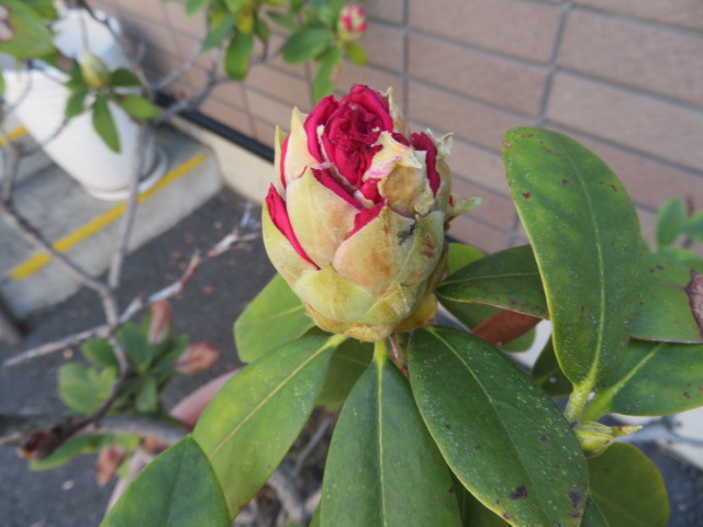 花の蕾
