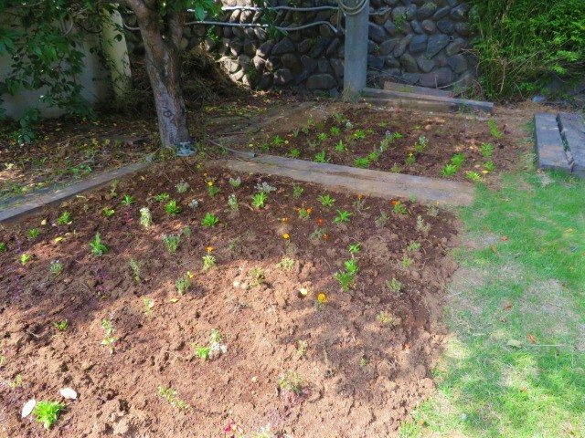 花壇に植え替えた花の苗