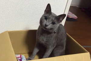ミワさんの愛猫「ユノ」くん