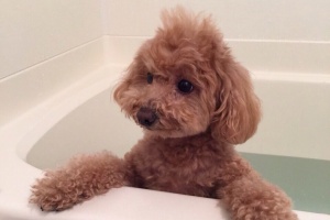 ジンさんの愛犬「ジャスミン」ちゃん