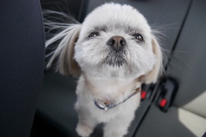 愛犬の「ぽんた」です。